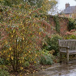 Chalef d'automne à baies rouges 'Sweet'n'sour' (Eleagnus umbellata) — arbuste à baies rouges près d'un banc · Photo d'illustration