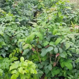 Mahonia (Mahonia aquifolium) — massif de jeunes arbustes au feuillage vert luisant · Pot 3L Touffe