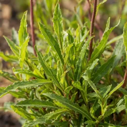 Gaura 'Gaudi medium pink' (Gaura lindheimeri) — gros plan de feuilles lancéolées vertes et jaunes