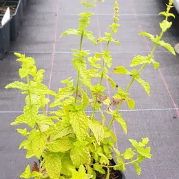 Menthe figue 'Figue' (Mentha spicata) — jeune plant aromatique en pot de pépinière · Godet