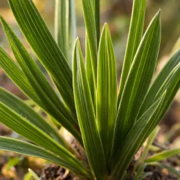 Fleur de babouin 'Kew garden' (Babiana stricta) — touffe de longues feuilles vertes lancéolées en gros plan · Photo d'illustration