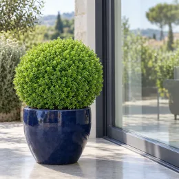 Véronique arbustive 'Green globe' (Hebe) — arbuste taillé en boule dans grand pot bleu · Photo d'illustration