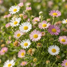 Erigeron 'Profusion' (Erigeron karvinskianus) — nombreuses petites marguerites roses et blanches · Photo d'illustration