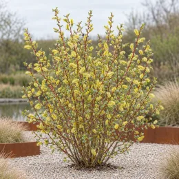 Saule à oreillettes (Salix aurita) — arbuste dressé aux chatons jaunes sur gravier · Photo d'illustration