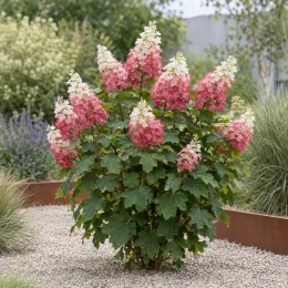 Hydrangea à feuilles de chêne 'Ruby slippers' (Hydrangea quercifolia) — arbuste fleuri aux longs panicules bicolores · Photo d'illustration
