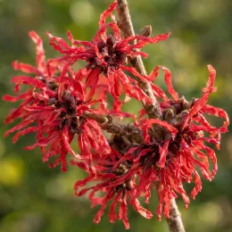 Hamamélis 'Ruby glow rouge' (Hamamelis intermedia) — fleurs rouge vif aux pétales rubanés