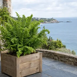 Fougère mâle 'Crispa cristata' (Dryopteris) — fougère dense dans grand bac en bois sur terrasse · Photo d'illustration