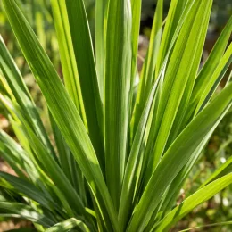 Montbretia emberglow 'Emberglow' (Croscosmia × crocosmiiflora) — gros plan sur longues feuilles vertes dressées · Photo d'illustration