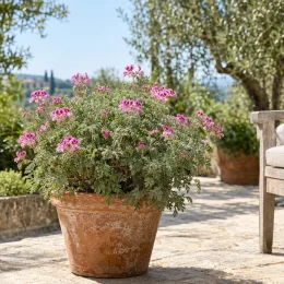 Géranium au parfum de rose (Pelargonium × blandfordianum) — plante florifère en pot sur terrasse ensoleillée · Photo d'illustration