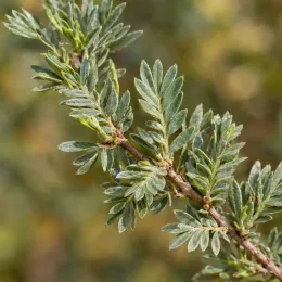 Potentille jaune clair 'Arbuscula' (Potentilla fructicosa) — gros plan sur un rameau au feuillage dense · Photo d'illustration