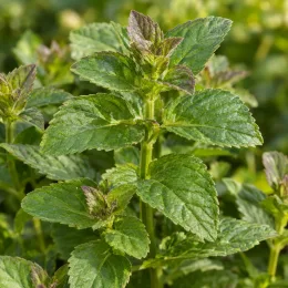 Menthe earl grey 'Earl grey' (Mentha × piperita) — gros plan sur jeunes tiges et feuilles dentées · Photo d'illustration