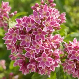 Deutzie 'Tourbillon rouge' (Deutzia magnifica) — gros plan de grappes de fleurs roses
