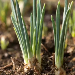 Iris nain naturalisable 'Pauline' (Iris reticulata) — jeunes pousses vertes émergant du sol · Photo d'illustration