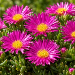 Pourpier vivace 'Hurricane' (Delosperma) — fleurs violettes étoilées au cœur jaune vif · Photo d'illustration