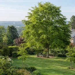 Hêtre commun 'Asplenifolia' (Fagus sylvatica) — grand arbre isolé dans vaste jardin paysager