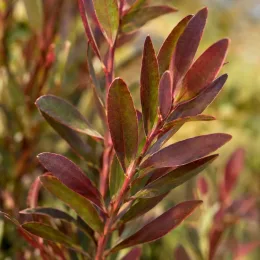 Leucadendron 'Winter red' (Leucadendron salignum) — branche avec feuilles allongées vertes et rouges · Photo d'illustration