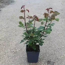 Rosier 'Ninon vallin' (Rosa hybrida) — jeune plant arbustif en pot plastique noir · Pot 5L