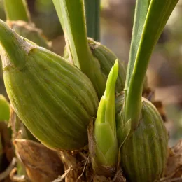 Orchidée 'Petit pierre' (Miltassia) — gros plan sur pseudobulbes avec jeune pousse · Photo d'illustration