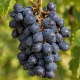Cépage noir 'Pinot d'aunis' (Vitis vinifera) — grappe serrée de raisins foncés, fond feuillu flou · Photo d'illustration
