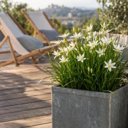 Lis zéphyr (Zephyranthe candida) — touffe de fleurs blanches sur terrasse en bois · Photo d'illustration