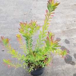 Leucadendron 'Winter red' (Leucadendron salignum) — jeune arbuste en pot au feuillage vert et rouge · Pot 2.5L Touffe