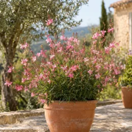 Gaura 'Gaudi medium pink' (Gaura lindheimeri) — touffe de fleurs roses en pot méditerranéen