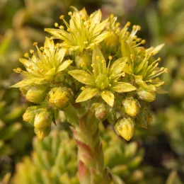 Joubarbe jaune tendre 'Leon yellow' (Sempervivum) — grappes de petites fleurs jaunes étoilées · Photo d'illustration