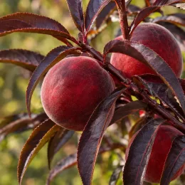 Pêcher pourpre 'Rubira' (Prunus persica) — gros fruits rouges entourés de longues feuilles pourpres · Photo d'illustration
