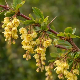 Épine-vinette (Berberis thunbergii) — grappes de petites fleurs jaunes sur rameau