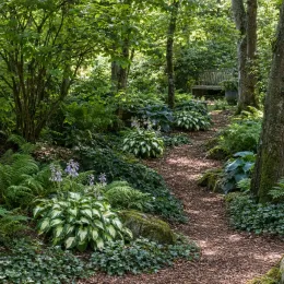 Lis plantain 'Fire and ice' (Hosta) — massifs de vivaces bordant un sentier forestier · Photo d'illustration