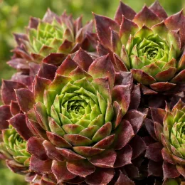 Joubarbe (Sempervivum × liparii) — rosettes épaisses vertes bordées de feuilles rouges · Photo d'illustration