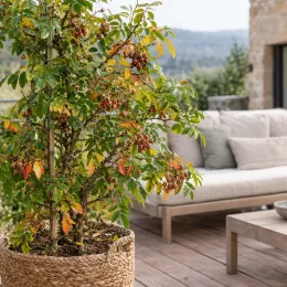 Poivrier (Zanthoxylum nitidum) — arbuste en pot tressé sur terrasse · Photo d'illustration