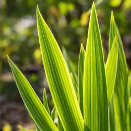 Drapeau de l'afrique 'Saturnus' (Chasmanthe floribunda) — longues feuilles vertes dressées en gros plan · Photo d'illustration
