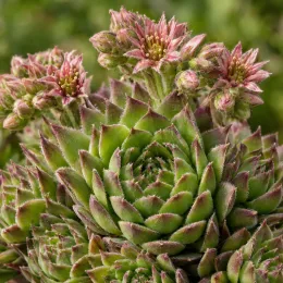 Succulente 'Zobra' (Sempervivum) — gros plan de rosettes charnues avec boutons floraux · Photo d'illustration