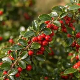 Cotoneaster rampant 'Green carpet' (Cotoneaster dammeri) — rameau couvert de baies rouges et feuillage luisant · Photo d'illustration