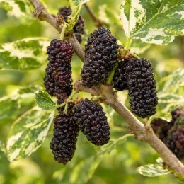 Mûrier blanc 'Papers doll' (Morus alba) — fruits noirs allongés sur rameau au feuillage panaché · Photo d'illustration