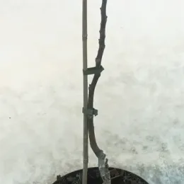 Noyer chandler 'Chandler' (Juglans regia) — jeune arbre greffé sans feuilles dans pot noir · Pot 8L