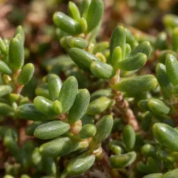 Pourpier vivace 'Nani forssmann' (Delosperma dyeri) — gros plan sur feuillage charnu vert brillant · Photo d'illustration