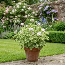 Géranium au parfum de pin maritime 'Variegatum' (Pelargonium fragrans) — plante buissonnante panachée en pot sur terrasse