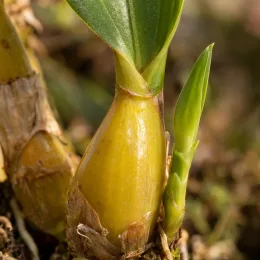 Orchidée (Dendrobium cobbianum) — gros plan sur pseudobulbe et jeune pousse verte · Photo d'illustration