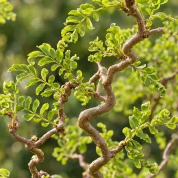 Robinier faux-acacia 'Twisty baby' (Robinia pseudoacacia) — rameaux tortueux avec petit feuillage vert vif · Photo d'illustration