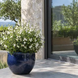 Sauge arbustive blanche 'White' (Salvia greggi) — buisson fleuri dans un pot bleu sur terrasse · Photo d'illustration