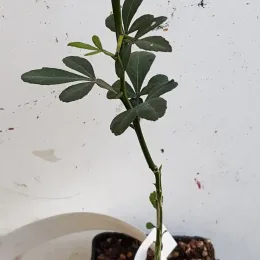 Orange trifoliée pomeroy 'Pomeroy' (Poncirus trifoliata) — jeune plant à tige fine en pot noir · Godet