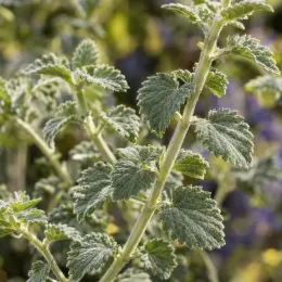 Menthe aux chats 'Walker's low' (Nepeta × faassenii) — gros plan sur tiges et feuilles velues dentées · Photo d'illustration