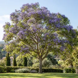 Flamboyant bleu (Jacaranda mimosaefolia) — grand arbre fleuri au milieu d’une pelouse