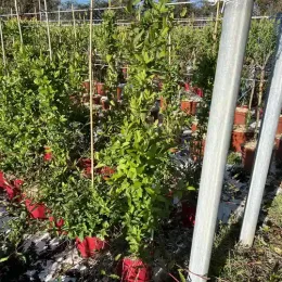 Chèvrefeuille du japon 'Hall s prolific' (Lonicera japonica) — jeunes tiges grimpantes vertes en pot de pépinière