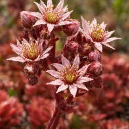 Joubarbe rouge 'Belsemred1' (Sempervivum) — gros plan sur petites fleurs étoilées roses · Photo d'illustration