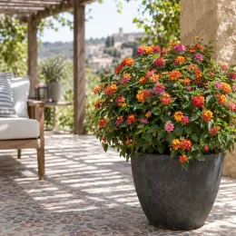 Lantanier 'Cochenille' (Lantana camara) — arbuste fleuri multicolore en grand pot sur terrasse · Photo d'illustration