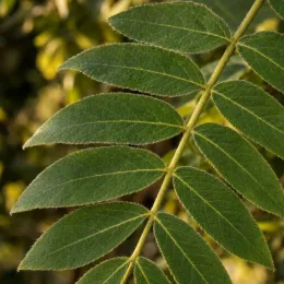Noyer cendré (Juglans cinerea) — gros plan sur feuille composée pennée verte · Photo d'illustration