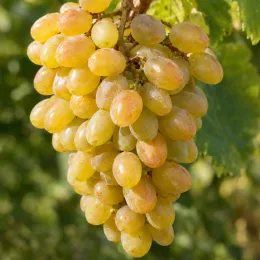 Vigne 'De table muscat d'alexandrie' (Vitis vinifera) — grosse grappe de raisins clairs mûrs · Photo d'illustration